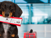 Veterinary Guide to Traveling with Pets